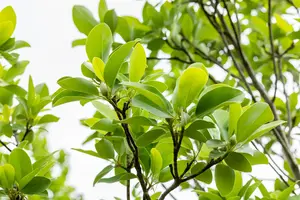 Magnolia virginiana - 60-80 CM RB - image 3