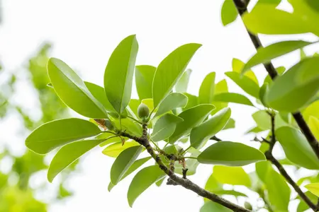 Magnolia virginiana - 80-100 CM RB - image 1