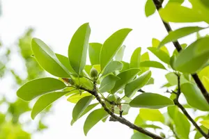 Magnolia virginiana - 80-100 CM RB - image 1