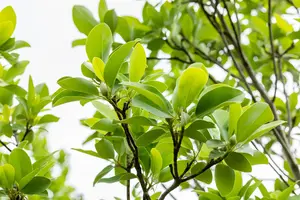 Magnolia virginiana - STD 10-12 CM CONT    - image 3
