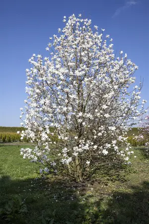 Magnolia 'Wada's Memory' - 50-60 CM C3