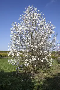 Magnolia 'Wada's Memory'