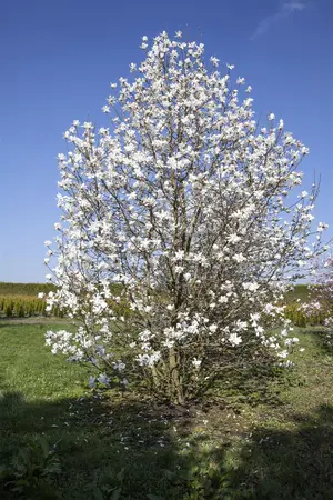 Magnolia 'Wada's Memory' - SOLITAIR 175-200 CM C25