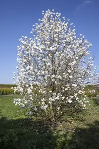 Magnolia 'Wada's Memory' - SOLITAIR 175-200 CM C25
