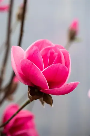 MAGNOLIA WATERLILY 15L - image 4