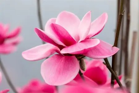 MAGNOLIA WATERLILY 15L - image 1