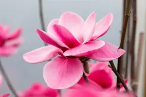 MAGNOLIA WATERLILY