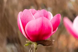 MAGNOLIA WATERLILY 15L - image 5