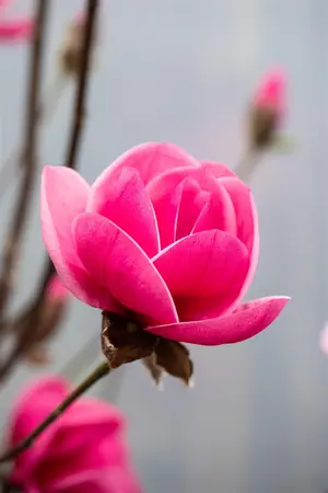 Magnolia 'Watermelon'? - 60-80 CM C5 - image 4