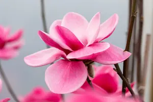 Magnolia 'Watermelon'? - 60-80 CM C5 - image 1