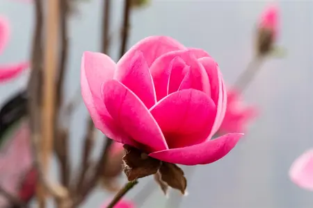 Magnolia 'Watermelon'? - 60-80 CM C5 - image 3