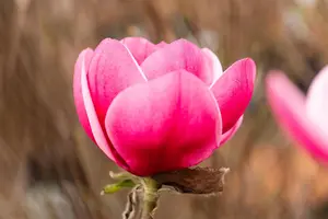 Magnolia 'Watermelon'? - 60-80 CM C5 - image 5