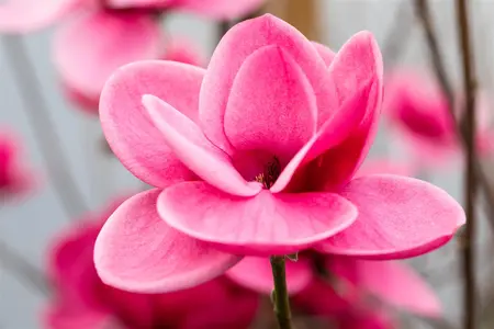 Magnolia 'Watermelon'? - 80-100 CM C10 - image 2