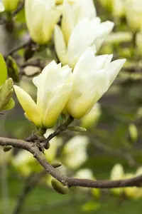 Magnolia 'Yellow River' - 80-100 CM C7.5
