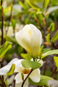 Magnolia 'Yellow River' - STDS 6-8 CM RB - image 2