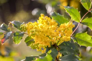 Mahonia aq. 'Apollo'