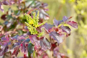 Mahonia aq. 'Atropurpurea' - 30-40 CM RB - image 3