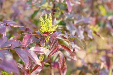 Mahonia aq. 'Atropurpurea' - 30-40 CM RB - image 2