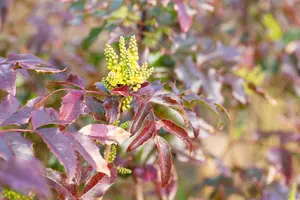 Mahonia aq. 'Atropurpurea' - 30-40 CM RB - image 2