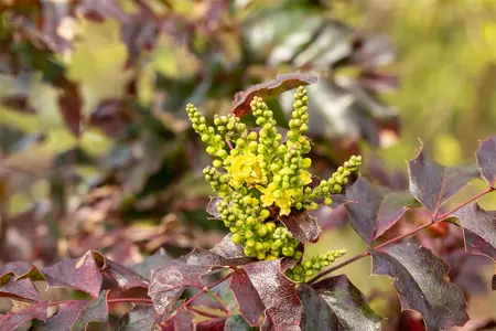 Mahonia aq. 'Atropurpurea' - 30-40 CM RB - image 3