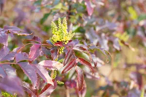Mahonia aq. 'Atropurpurea' - 20-30 CM RB - image 2