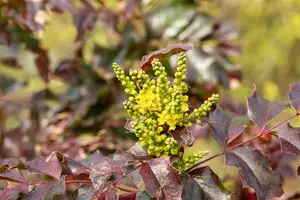 Mahonia aq. 'Atropurpurea' - 20-30 CM RB - image 3
