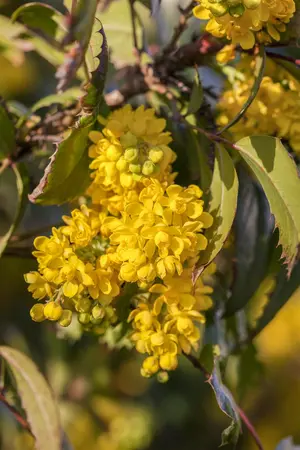 Mahonia aquifolium - 10 Ltr pot - image 5