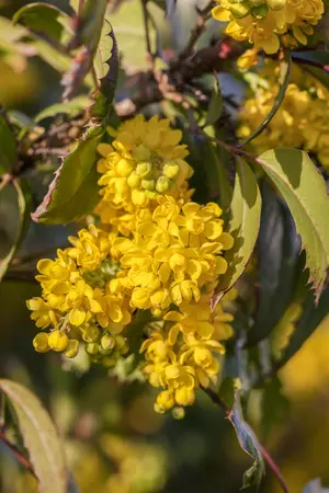 Mahonia aquifolium - C1 - image 4