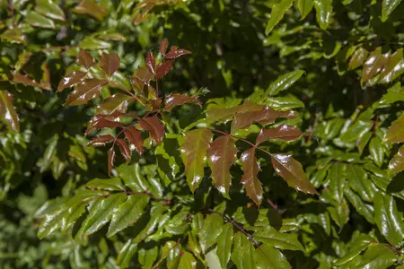 Mahonia aquifolium - 2 Ltr pot - image 3