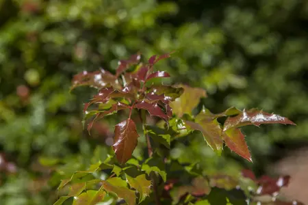 Mahonia aquifolium - 10 Ltr pot - image 2