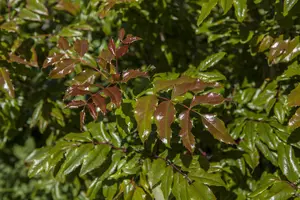 Mahonia aquifolium - 10 Ltr pot - image 3