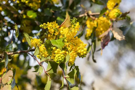 Mahonia aquifolium - C1 - image 5