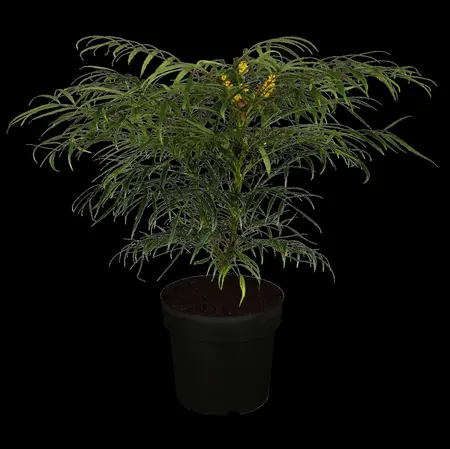 Mahonia aquifolium - 2 Ltr pot - image 1