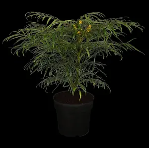 Mahonia aquifolium