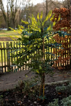 Mahonia bealei - P9 - image 1