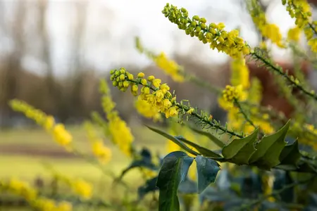 Mahonia bealei - P9 - image 2