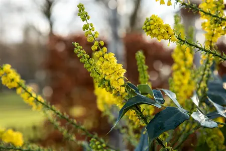 Mahonia bealei - P9 - image 3