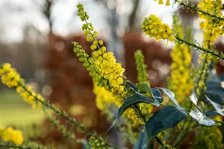 Mahonia bealei - 3 Ltr pot - image 3