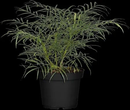 Mahonia eur. 'Soft Caress'? - 3 Ltr pot - image 2