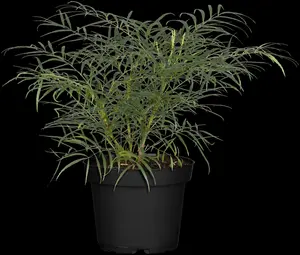 Mahonia eur. 'Soft Caress'? - 3 Ltr pot - image 2