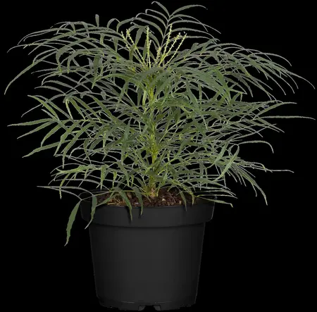Mahonia eur. 'Soft Caress'? - 3 Ltr pot - image 1