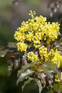Mahonia media