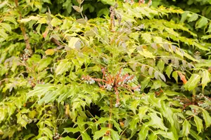 Mahonia media - LINERS 18 CEL TRAY P9 SIZE - image 2