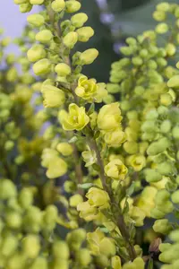 Mahonia media 'Winter Sun' - 3 Ltr pot - image 5