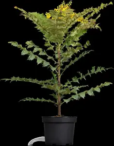 Mahonia media 'Winter Sun'