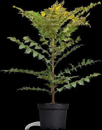 Mahonia media 'Winter Sun' - 5 Ltr pot - image 1