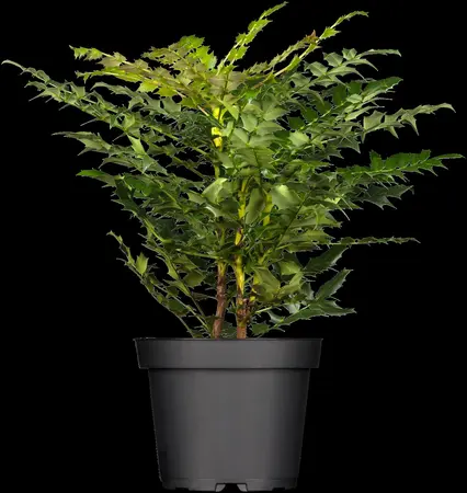 Mahonia media 'Winter Sun' - 3 Ltr pot - image 3