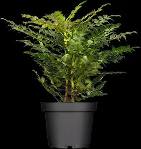 Mahonia media 'Winter Sun' - 3 Ltr pot - image 3