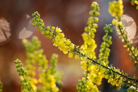 Mahonia media 'Winter Sun' - 7.5 Ltr pot - image 2