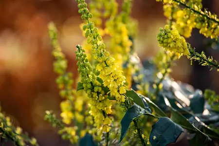 Mahonia media 'Winter Sun' - 7.5 Ltr pot - image 3